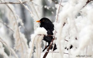 Italian-legend-Giorni-della-merla-Blackbird-days-Coldest-days-year